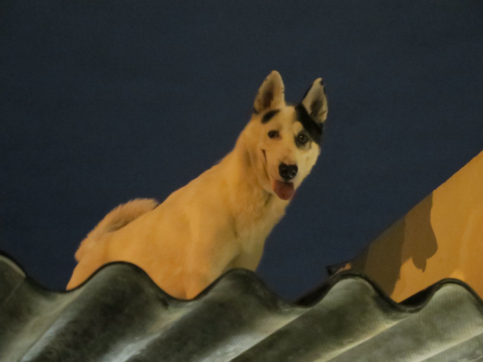 El es Bobby, está en la azotea de la casa de mi mamá, ese perro vivía al otro lado de su casa y lo tenían amarrado, la chica todo el día trabajaba, el perro lloraba, se la pasaba aullando y un día se escapó y anduvo por todo la cuadra, después se subió por las escaleras. Creo que representa justamente eso por lo que estamos luchando en la asociación por el bienestar animal, por no maltratar a los animales por considerarlos parte de nuestra familia de nuestro hábitat y si no puedes tener un animal, no lo tengas.