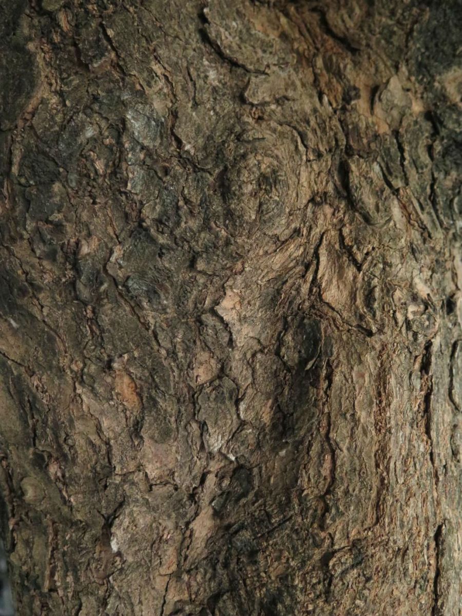 Olvidamos ver elementos tan extraordinariamente hermosas en las cosas que nos parecen cotidianas y normales como esta corteza llena de formas, texturas y relieves que incluso pueden ser tomadas como heridas. Este tipo de rboles (Olivo negro) abundan en el estado, pero puede pasar desapercibida por el hecho de que estamos rodeados de ellos, porque Colima est verde por que s. Estos preciosos pulmones son ms que adornos verdes.